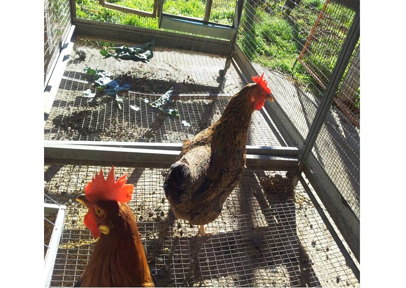 Gallina del Matese