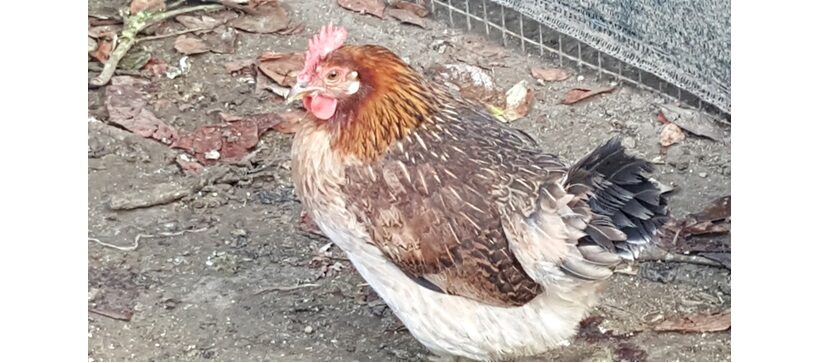 Gallina
