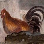Gallina di razza Napoletana