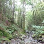 Terapia Forestale