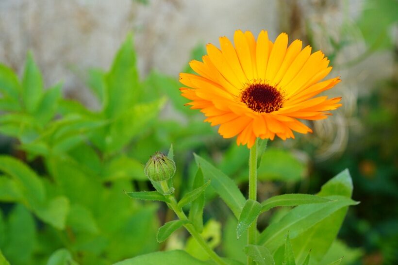 Calendula