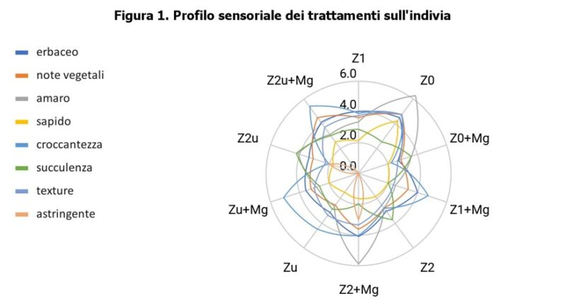 Profili sensoriali Indivia