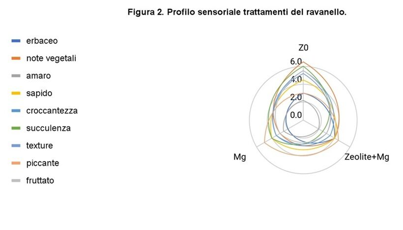 Profilo sensoriale ravanello