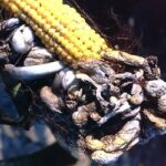 Sistema immunitaria delle piante