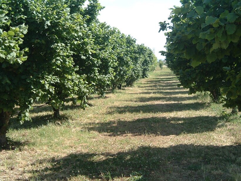 Nocciolo specializzato