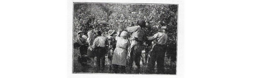 Raccolta delle nocciole