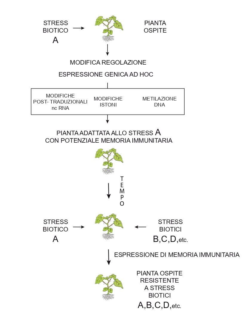 Memoria immunitaria delle piante