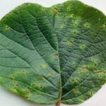 Sistema immunitario delle piante