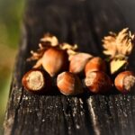 Coltvazione noccioli