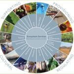 Servizi ecosistemici