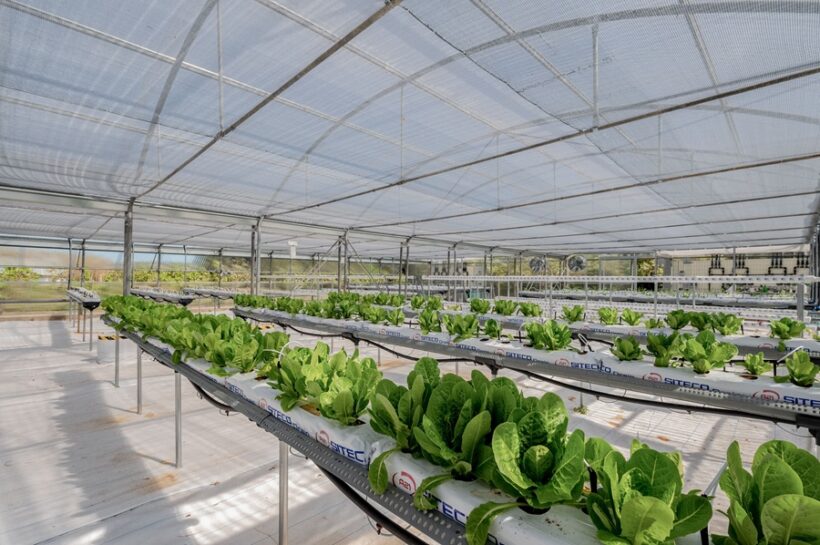 Serre a controllo automatizzato