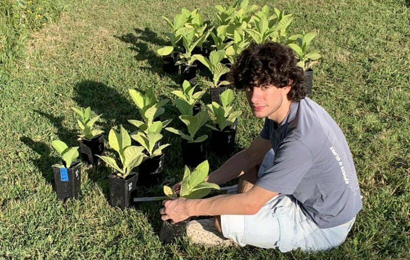 Misurazione danni da ozono