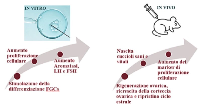 Assunzione polisaccaridi