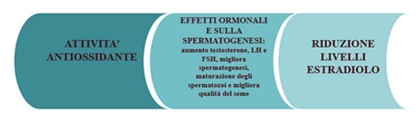 principali attività da parte dei fitocostituenti 