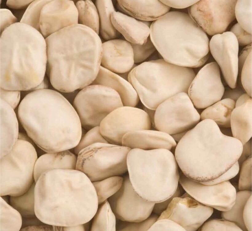 Cicerchia