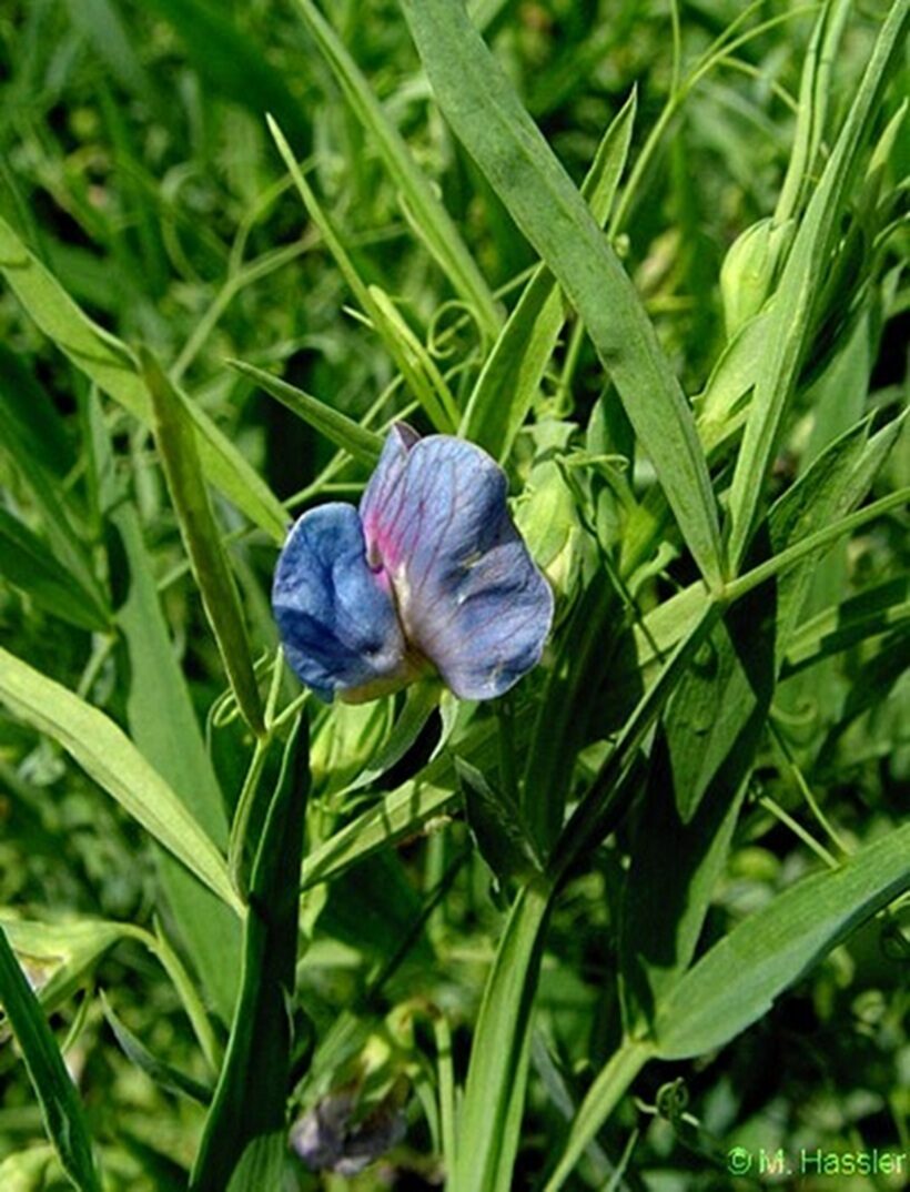 Fiori di Cicerchia