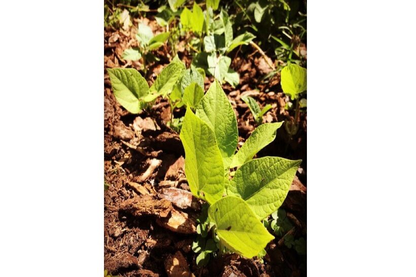 Piante di fagiolino pacciamate