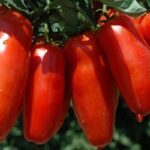 Pomodoro