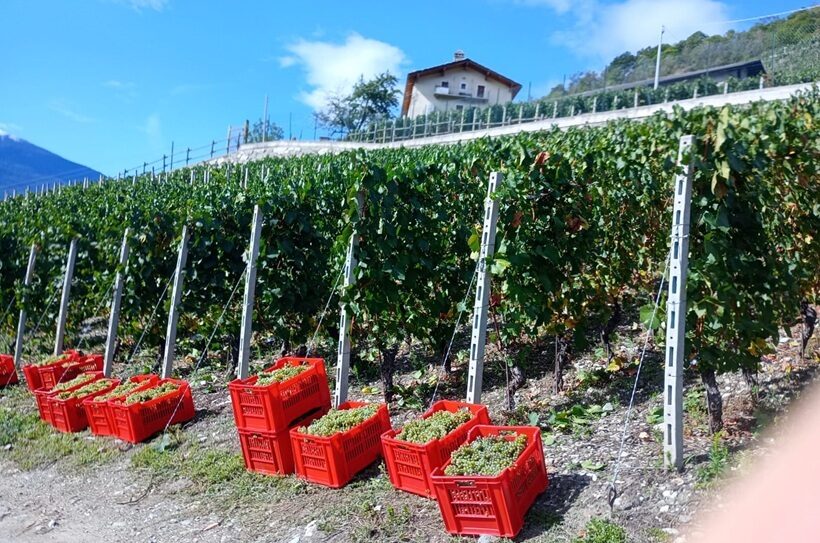 Vigneto Istituto Agrario Aosta