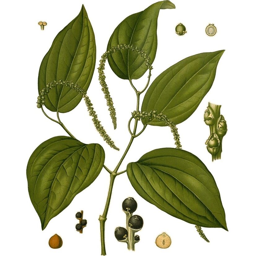 Pianta di Pepe
