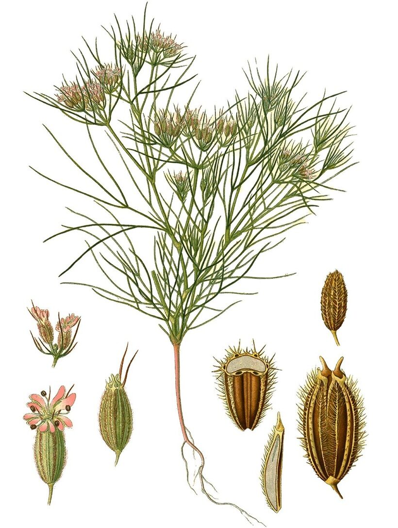 Cumino