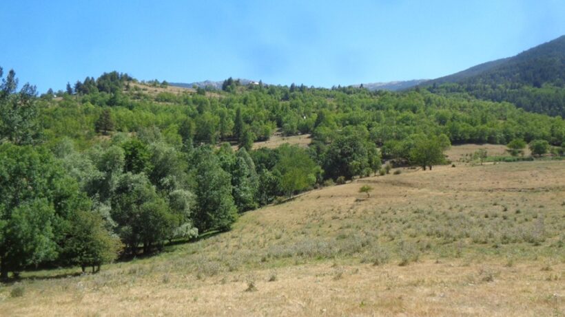 Acero frassineto