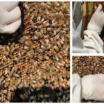 Prodotti dell’alveare e salute: focus sul pane d’api, nuova frontiera dell’alimentazione funzionale e della salute naturale Prodotti dell’alveare e salute: focus sul pane d’api, nuova frontiera dell’alimentazione funzionale e della salute naturale
